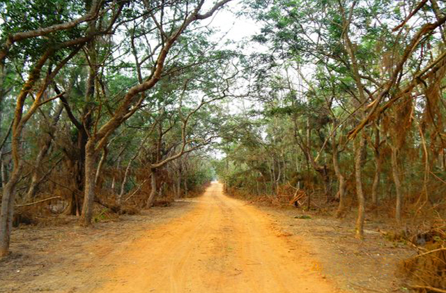 jungle trail